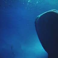 บรรยากาศ Okinawa Churaumi Aquarium