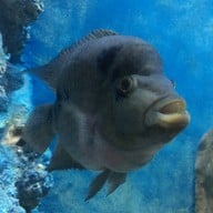 พิพิธภัณฑ์สัตว์น้ำราชมงคลตรัง