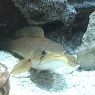 พิพิธภัณฑ์สัตว์น้ำราชมงคลตรัง