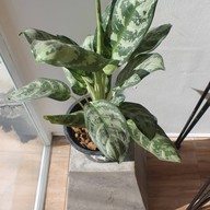 เมนูของร้าน TWONINE BARBER เฉวง เกาะสมุย