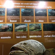 สถานแสดงพันธุ์สัตว์น้ำภูเก็ต