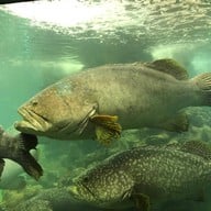 บรรยากาศ สถานแสดงพันธุ์สัตว์น้ำภูเก็ต