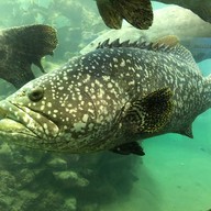 บรรยากาศ สถานแสดงพันธุ์สัตว์น้ำภูเก็ต