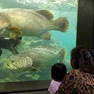 บรรยากาศ สถานแสดงพันธุ์สัตว์น้ำภูเก็ต