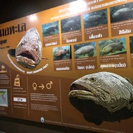 สถานแสดงพันธุ์สัตว์น้ำภูเก็ต