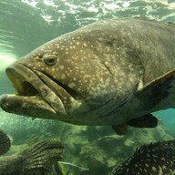 บรรยากาศ สถานแสดงพันธุ์สัตว์น้ำภูเก็ต