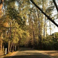 บรรยากาศ อุโมงค์ต้นสน