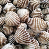 เมนู หอยแครงลวกแม่ดาว ตลาดโนนทัน