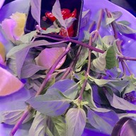 Ivy’s Pho House, Vienna