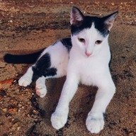 Joy Beach Bar & Resraurant