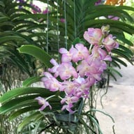 สวนกล้วยไม้ลุงนิยม