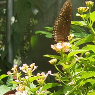 Bai Orchid & Butterfly Farm