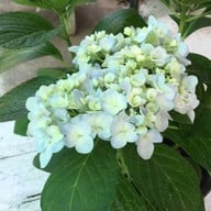 สวนกล้วยไม้ลุงนิยม