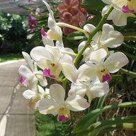 Bai Orchid & Butterfly Farm