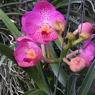 สวนกล้วยไม้ลุงนิยม