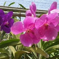 Bai Orchid & Butterfly Farm