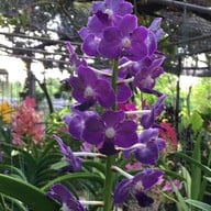 สวนกล้วยไม้ลุงนิยม