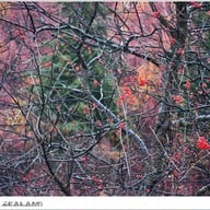 บรรยากาศ Arrowtown