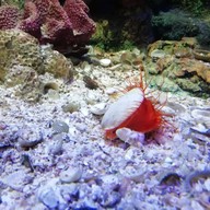 สถานแสดงพันธุ์สัตว์น้ำระยอง