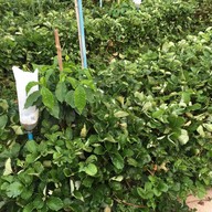 อุ้มเปี้ยม