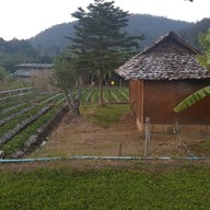 บรรยากาศ ไร่สตรอเบอร์รี่ไผ่สีทอง