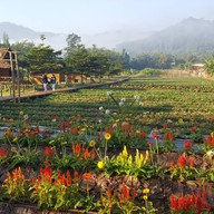 บรรยากาศ ไร่สตรอเบอร์รี่ไผ่สีทอง