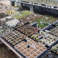 Northern Plants Farm | Cactus Cafe ไชยปราการ