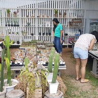 Northern Plants Farm | Cactus Cafe ไชยปราการ