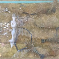 กุ้งเผา Cafe สวนอาหาร&บ่อตกกุ้ง 1