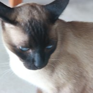 Whan Khao Mai