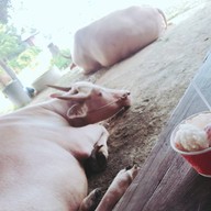 เมนูของร้าน กินติม ดูควาย