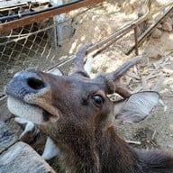 บ้านแพะคอฟฟี่