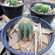 บ้านแพะคอฟฟี่