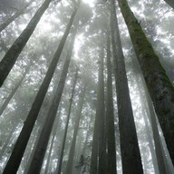 Sacred Tree