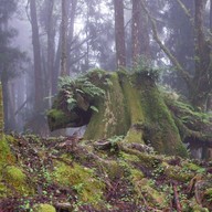 Sacred Tree
