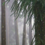 Sacred Tree