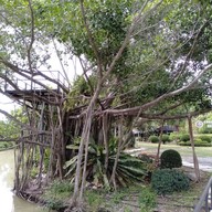 บรรยากาศ สวนอาหาร ชัยชนะ การ์เด้น
