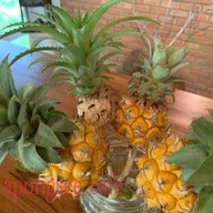 ไร่กระป๋องสี