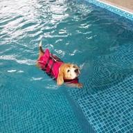HongHub โฮ่งฮับ Dog's Pool & Hotel