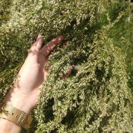 ไร่บุญฉลวย Organic Farm จำหน่ายผลิตภัณฑ์ออร์แกนิค