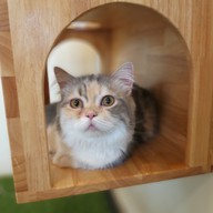 Lazy Cats Cafe