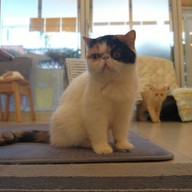 Lazy Cats Cafe