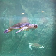 บรรยากาศ สถานแสดงพันธุ์สัตว์น้ำระยอง