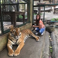 Tiger Kingdom