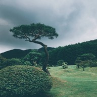 Gargen of the morning