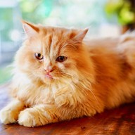 Princess Cat Cafe @ Chalong Bay Phuket อ่าวฉลอง ภูเก็ต