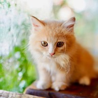 Princess Cat Cafe @ Chalong Bay Phuket อ่าวฉลอง ภูเก็ต