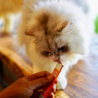 Princess Cat Cafe @ Chalong Bay Phuket อ่าวฉลอง ภูเก็ต