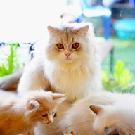 Princess Cat Cafe @ Chalong Bay Phuket อ่าวฉลอง ภูเก็ต