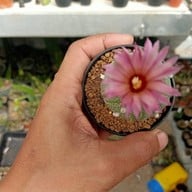 บรรยากาศ คุกกี้รันแคคตัส / CookieRunCactus Facebook.com/CookieRunCactus